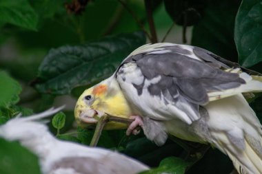 Beyaz ve gri tüylü güzel bir kuş, kafasında sarı bir dokunuşla, yemyeşil yapraklarla çevrili bir dalla beslenir. Görüntü, bu hayvanın günlük yaşamını ve merakını doğal ortamında yansıtıyor. 