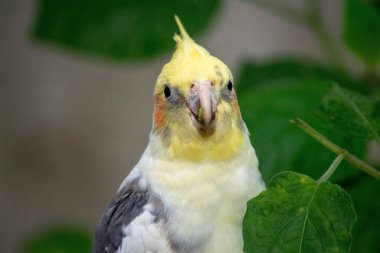 Canlı tüyleri olan, sarı, gri ve beyaz tonlarını gösteren büyüleyici bir kuş görüntüsü. Arka plandaki yeşil yapraklar kuşun güzelliğini tamamlıyor, meraklı ve tetikte görünüyor. Görüntü # 39; kuşunun neşeli kişiliğini yakalar