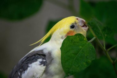 Güzel sarı başlı bir papağan bir bitkinin yeşil yaprakları arasında göze çarpar. Meraklı bakışları ve neşeli davranışları, doğayla etkileşime girerken neşe ve canlılığı iletir. Sarı, gri ve yeşil renklerin birleşimi bir vibra oluşturur.