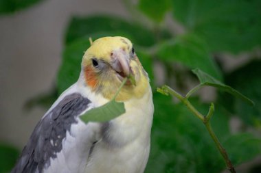 Sarı ve gri tüylü güzel bir papağan gagasının arasında yeşil bir yaprak tutar. Kuşun meraklı bakışları ve yeşil yaprakların bulanık arkaplanı bir doğa ve sükunet duygusu iletir..