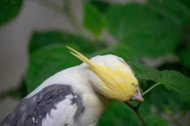 Beyaz ve sarı bir papağan yeşil bir yaprakla etkileşimde. Kuş yeşilliği incelemek için başını eğer, doğada bir merak ve canlılık hissi yayar..