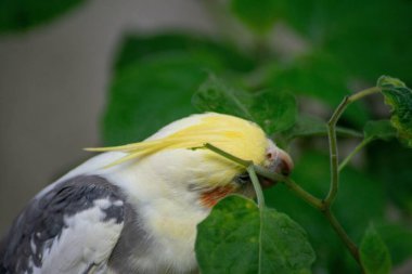 Yeşil yaprakları keşfeden güzel sarı ve gri bir papağan. Bulanık arka plan doğal ve huzurlu sahneyi tamamlarken, odak tüyün ayrıntılarını gösteriyor. Kuş meraklı görünüyor, çevresindeki doğayla etkileşime giriyor..