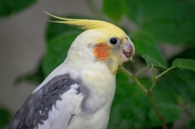 Açık sarı tüylü, yanaklarında turuncu bir dokunuşla bir papağan resmi. Kuş bir beslenme anında yakalanır, gagasıyla bir parça bitki tutar. Bitki örtüsünün yeşil arka planı doğal güzelliği vurguluyor.