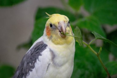 Yanaklarında parlak turuncu bir damlası olan sarı ve gri tüyleri olan güzel bir papağan gagasıyla yeşil bir dal tutarken, aynı zamanda taze, canlı yapraklarla çevrelenmiş, özgürlük ve doğa duygusunu iletiyor..