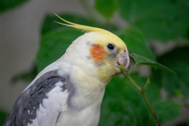 Beyaz ve gri tüylü güzel bir papağan, kafasında canlı bir sarı dokunuşla, gagasının arasında yeşil bir dal tutarak, egzotik güzelliğini vurgulayan tropikal yeşil bir arka planda resmedilmiş. Görüntü huzuru çağrıştırıyor.