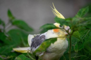 Bir bitkinin yeşil yaprakları arasında saklı sarı ve gri tüylü renkli bir papağan, canlı bir kontrast yaratıyor. Görüntü, doğanın güzelliğini ve kuşların zarafetini yansıtıyor. Huzur ve uyum hissi veriyor..