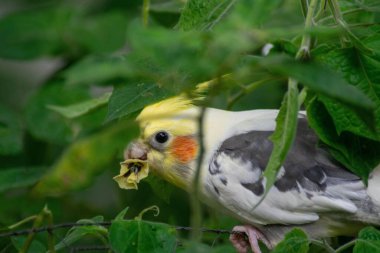 Güzel sarı ve beyaz bir papağan yeşil yaprakların arasında saklanıyor, ağzında bir çiçek tutuyor. Kuş tuhaf ve barışçıl bir bakış sergilerken, canlı tüyleri doğal arka planla tezat oluşturarak bir huzur ve zarar hissi iletir.