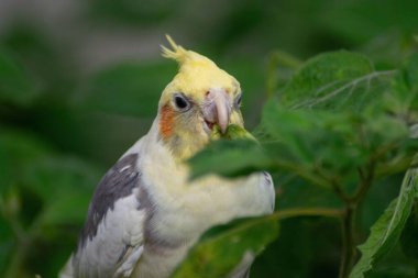 Güzel sarı kafalı bir papağan, yeşil bir yaprağı yerken dikkatle izliyor. Sahne, hayvanın detaylarını ve çevresini çevreleyen canlı yeşillikleri yakalıyor ve doğayla bir huzur ve bağlantı hissi veriyor..