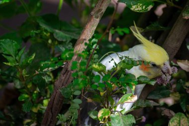 Beyaz ve sarı tüylü güzel bir papağan canlı yeşil yaprakların arasında saklanır. Bu arada küçük çiçeklerle beslenir, dingin ve doğal bir manzara yaratır..