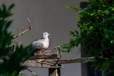Etrafı yemyeşil yapraklarla çevrili, tahta bir dalın üzerine tünemiş barışçıl bir güvercin. Güneş yumuşak bir şekilde parlar ve kuş # 39 'un doğal güzelliğine odaklanarak huzurlu bir ortam yaratır..