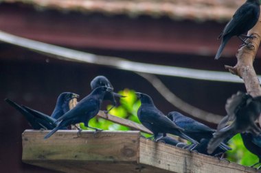 Bir grup siyah kuş ahşap bir besleyicinin önünde toplanıp birbirleriyle tartışıyor ve iletişim kuruyorlar. Bulanık arka plan, arka planda yeşil yaprakların kuşların & 39; Koyu tüyleri ile canlı bir kontrast oluşturduğu doğal bir ortamı işaret ediyor. Şey...