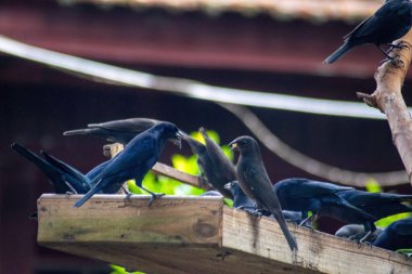 Koyu tüylü bir grup kuş ahşap bir levrek üzerinde toplanıyor, ilginç ve duygusal ifadelerle yoğun bir şekilde etkileşime geçiyorlar. Görüntü kuşlar arasındaki sosyal etkileşimi ve iletişimi görüntüler, kırsal ve bulanık bir arka plan ile