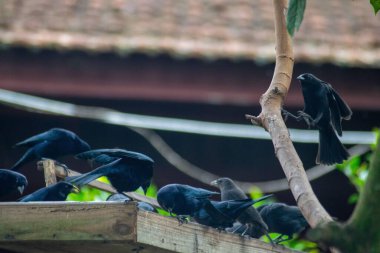 Bir ağaç dalına tünemiş bir grup siyah kuşun beslenme platformunu keşfettiği canlı bir sahne. Kuşlar etkileşime giriyor, canlı ve doğal bir atmosfer yaratıyor, bulanık bir yeşillik zeminiyle.