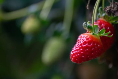 Parlak tohumlarını ve taze yapraklarının yeşilliğini vurgulayan olgun bir çileğin canlı yakın çekimi. Bulanık arka plan, meyvenin güzelliğini vurguluyor. Tazelik ve sağlık hissi uyandırıyor..