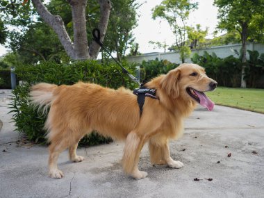 Köpek parkta yürüyor.