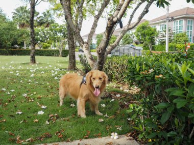 Köpek parkta oynuyor.