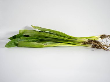 Culantro displayed in a clean environment emphasizing its medicinal use and culinary identity. Soft natural shadows, top-view style.