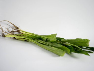 Sawtooth coriander leaves with prominent texture and structure arranged for food content visuals. Great for herbal market use, culinary education, or health benefits posts.