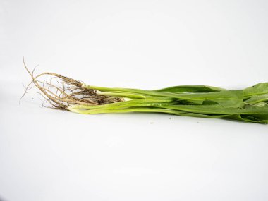 Image shows an organic bundle of culantro with sharp serrated leaves. Highlighting its herbal character and root detail, this setup works for wellness or medicinal herb concepts.