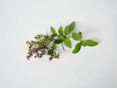 Çicek ucu keskin odaklı limon fesleğeni filizi. Sağlık tarifi yayınları, Asya gıda rehberleri ya da doğal atmosferi olan bitki temelli malzeme varlıkları için uygundur..