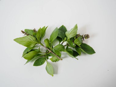 Yaprak dokusu ve bitkisel formda çekilmiş organik limon fesleğeni. Yayıncılıktaki mutfak temaları, detoks malzemeleri veya makro yeşil ürün özellikleri için harika..