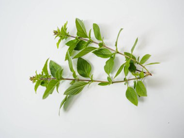 Taze limon fesleğen dalı yumuşak doğal ışık altında temiz beyaz yüzeyde sergilenir. Bitkisel tazeliği, aşçılık kullanımını ve gıda, sağlık veya editoryal içerik için aromatik profili yakalar.