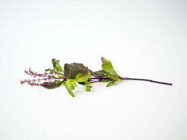 Tayland kutsal fesleğeni çiçek açmış ve yeşil mor yaprak kümesi mutfak blogu ya da Asya 'nın refahı için yakalanmış.