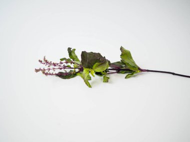 Saplı ve çiçekli Tayland mor fesleğeni detoks bloglarında, yemek pişirme planlarında veya eğitimsel botanik grafiklerde kullanılmak üzere yatay olarak yerleştirilmiştir