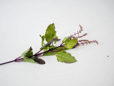 Bitkisel markalaşma veya botanik eğitimi için izole edilmiş çiçek uçlu Tayland mor fesleğeni sapı: Mutfak veya doğal ürün için beyaz arka plan altında yakalanan temiz kesilmiş bitki