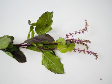 Geniş açılı bitki fotoğrafı, Tayland mor fesleğeninin bilgi, tarif veya şifa broşürleri için yayıldığını gösteriyor.