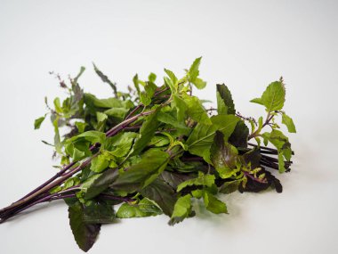 Geleneksel aşçılık ve bitki bazlı ilaç içeriği için düzenlenmiş kavisli yaprak ve kavisli Tayland fesleğeni demeti.