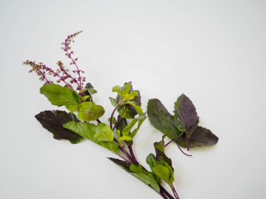 Tay mor fesleğeni detoks içeriği ya da sağlık paketi için görünür çiçek depolarına sahip.