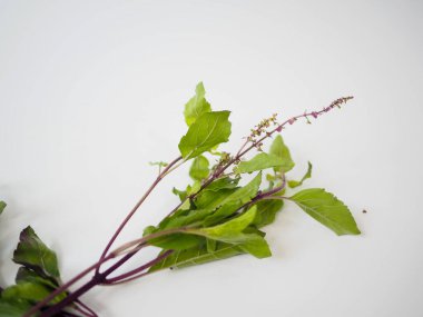 Mor Tayland fesleğeni detoks, mutfak ya da bahçe varlıkları için detoks, çiçek uçlu yemek fotoğrafçılığı için açılıdır.