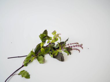 Thai kutsal fesleğen ağacı dalı, bitkisel tasarım için tasarlanmış, doğal sağlık tariflerinde ya da gıda şifalı ürünler medyasında kullanılıyor.