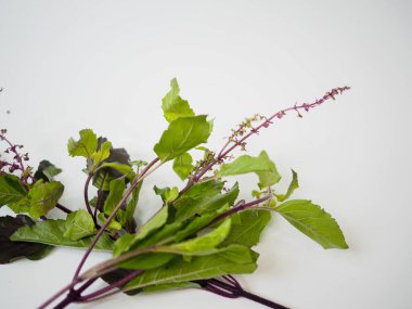 Mor kutsal fesleğen yaprakları, aşçılık ve iyileştirme ürünleri için temiz beyaz yüzeyde düzenlenmiştir.