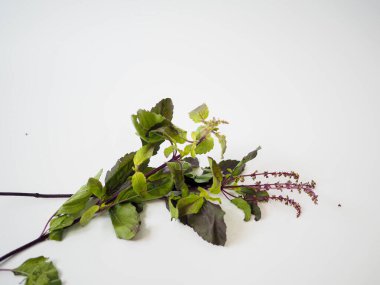 Yüksek çözünürlüklü yemek blogları, sağlıklı yaşam posterleri veya bitki ürünleri için çapraz açılı mor Tayland fesleğeni yaprakları.