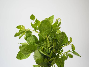 Taze Tayland fesleğen kümesi. Geniş yapraklı ve desenli kenarlar. Sağlık ürünü modelleri ve bitki temelli görseller için açıkça gösteriliyor.