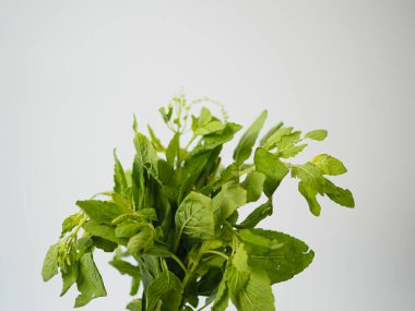 Mor Tayland fesleğen sapının yukarıdan aşağı yakalanması ve botanik sağlıklı besin grafikleri için gevşek düzenlenmiş yapraklar