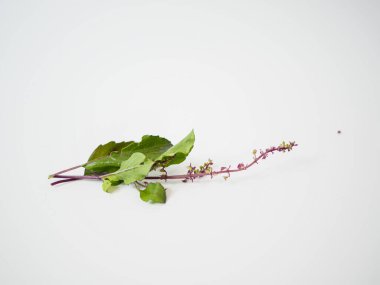 Mor kutsal fesleğen kökü, beyaz ışığın altında, iyileştirme ürünü veya vejetaryen mutfak varlıkları için pürüzsüz bir yüzeye yerleştirilmiş.