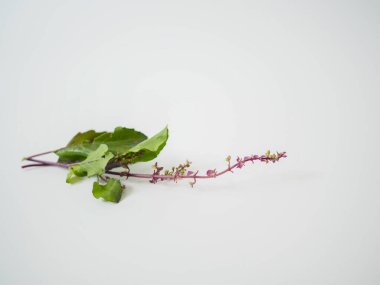 Mutfak grafikleri, bitkisel sağlık blogları veya Güneydoğu Asya yemek rehberleri için yakalanan çiçek tomurcuklarıyla gösterilen uzun mor kutsal fesleğen sapı