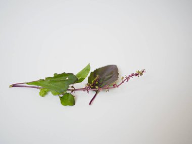 Tayland kutsal fesleğen ve mor yapraklı bitki dalı malzeme posteri ya da sağlıklı ürün reklam tasarımları için köşegen üzerine yerleştirilmiş.