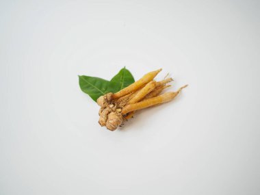 Bitkisel beslenme içeriği ve doğal sağlık ürünleri için biçimli yaprak ile Tayland parmak kökü kümesi.