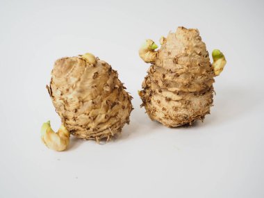 İkiz Wan Chak Motluk bitkisel tomurcukları gösteren temiz beyaz bir arka planda yan yana kökleri