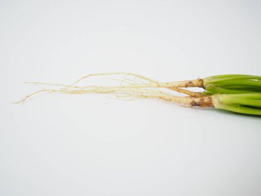  Tayland kişniş kökleri bitkisel ve detoks içeriği için beyaz arkaplan üzerinde izole