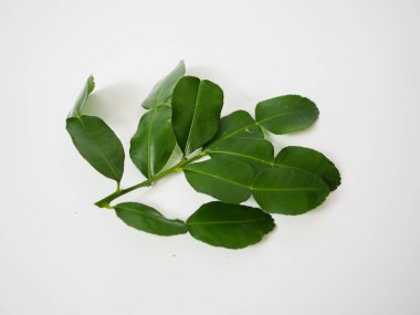 Tam kaffir kireç yaprağı dalı, temiz beyaz arka planda tam yeşillik, şifalı bitkiler, Tayland yemekleri veya botanik rehberleri için uygun..