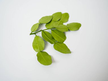 Beyaz arka planda açık yeşil kaffir kireç yaprağı kümesi, tropik otları, organik yaşam tarzını ve Güneydoğu Asya mutfağını sembolize ediyor..