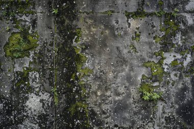 Eski, kumlu, beton yosun kaplı beton duvarın görüntüsü. Arkaplan kullanımı için doku
