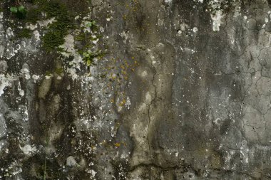 Eski, kumlu, beton yosun kaplı beton duvarın görüntüsü. Arkaplan kullanımı için doku