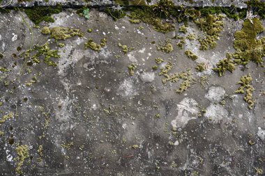 Eski, kumlu, beton yosun kaplı beton duvarın görüntüsü. Arkaplan kullanımı için doku