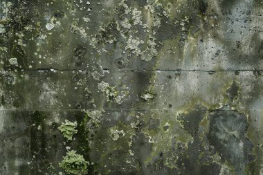 Eski, kumlu, beton yosun kaplı beton duvarın görüntüsü. Arkaplan kullanımı için doku
